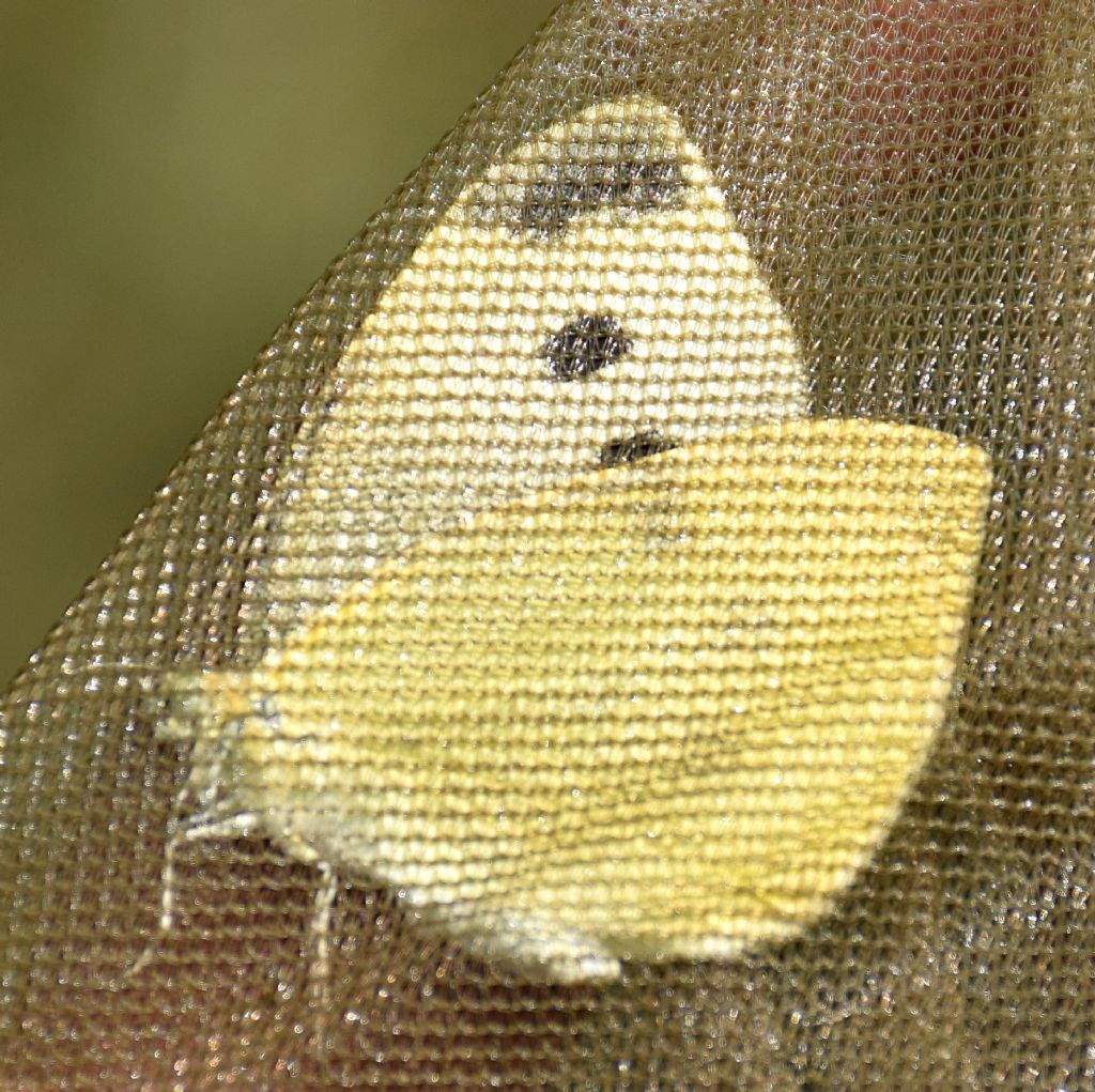 Pieris rapae o mannii?